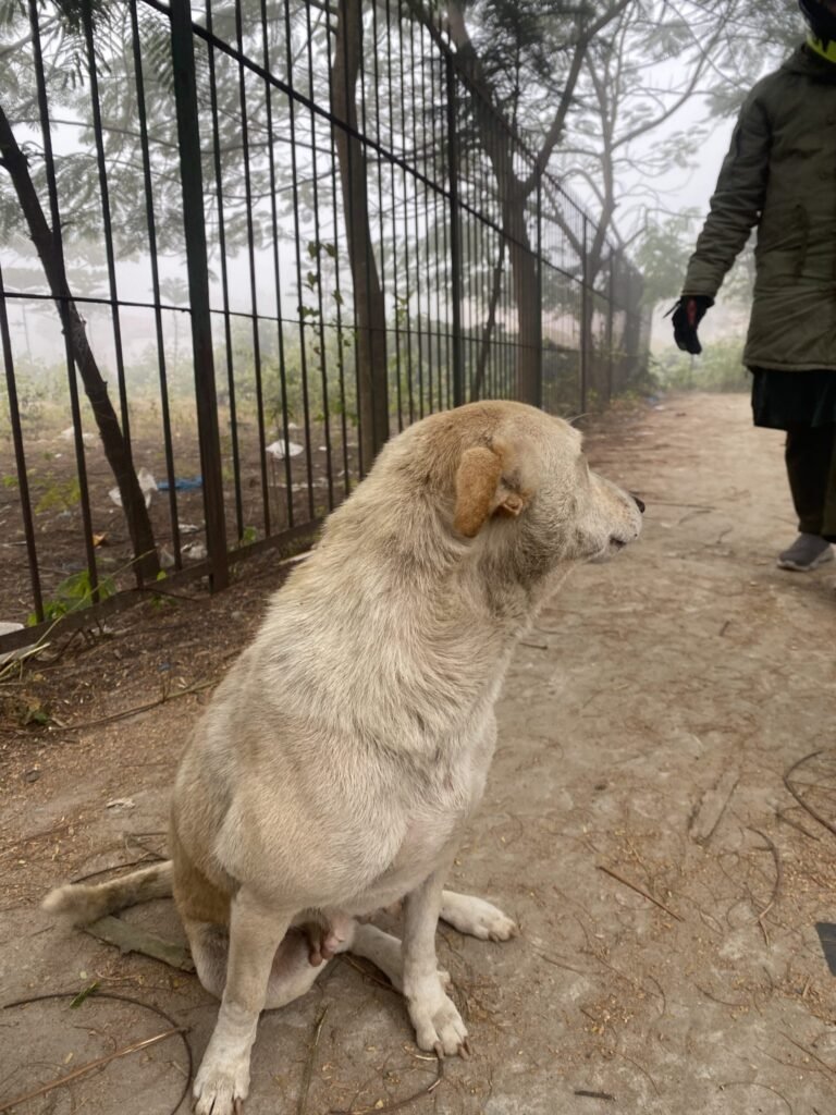 Resources 48 Knowledge and practice of rabies post-exposure prophylaxis and animal-bite management among postgraduate trainees and faculty at a tertiary hospital in Goa: a cross-sectional study