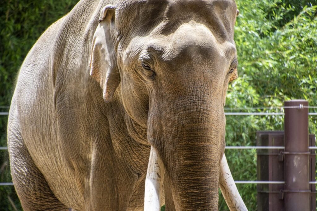 Resources 51 Landscape determinants of human-elephant conflict in Assam, India: insights from two decades of spatial analysis