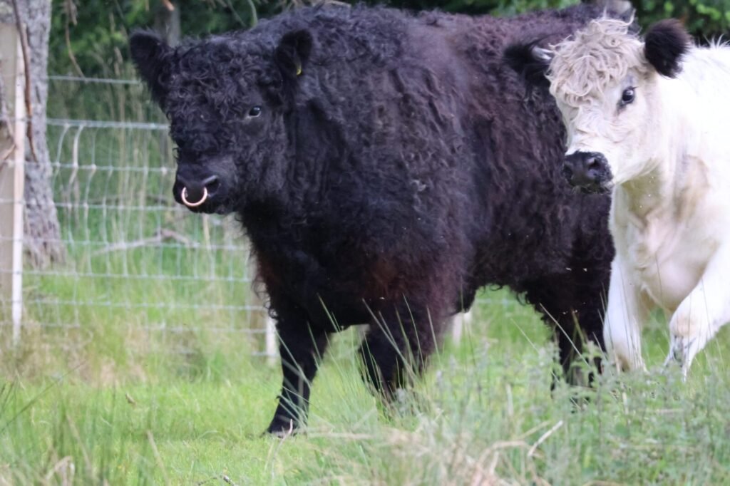 Pepsi Funds Bull Abuse in Sugar Industry—PETA India’s New Sky-High Message Calls for Action