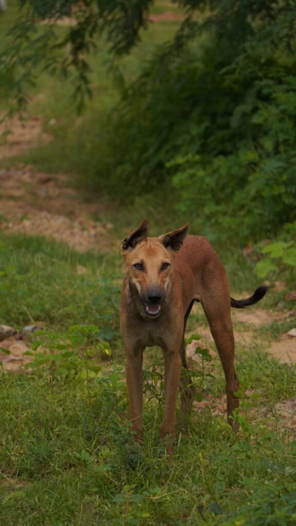 PETA India’s Point-by-Point on the Supreme Court’s Dog and Cattle Directions