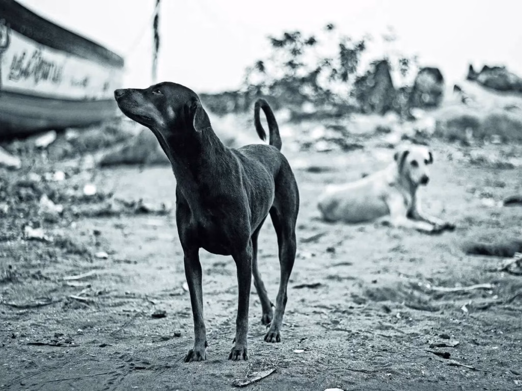 Petition seeks CSR recognition for animal welfare
