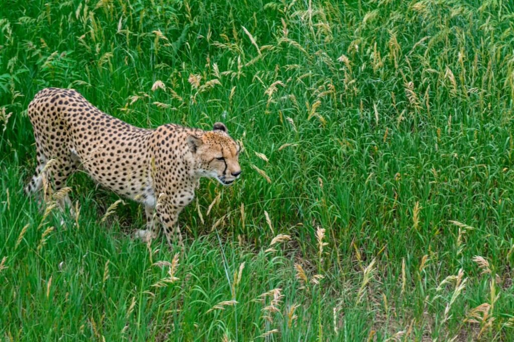 Project Cheetah: India’s Landmark Wildlife Restoration Initiative Shows Strong Progress and Promising Future
