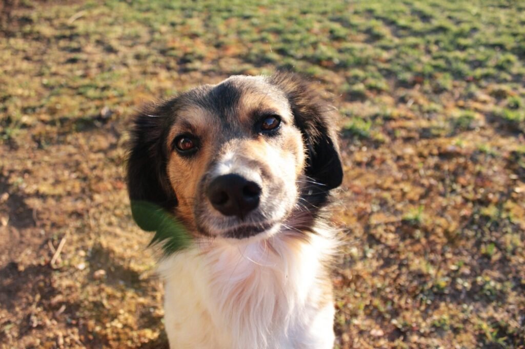 Rescue & Adoption: Prateek Yadav’s Love For Strays Now His Lasting Legacy