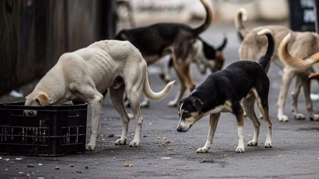 Retired Mumbai BEST employee faces eviction over feeding stray dogs in Kandivali quarters, sparks outrage