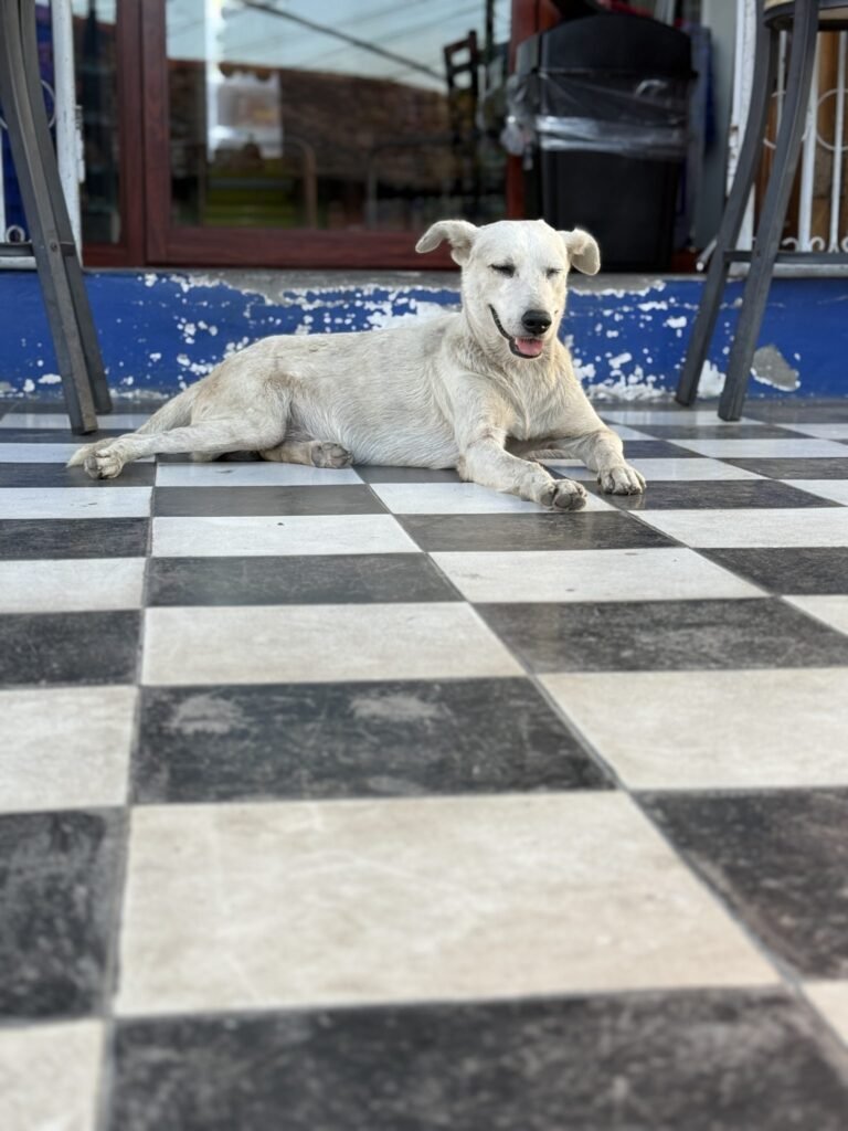 Supreme Court Cites Right To Life With Dignity In Order On Stray Dogs