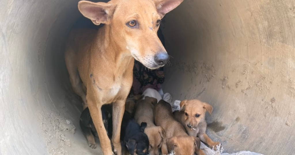 The fate of 70 million street dogs: An update