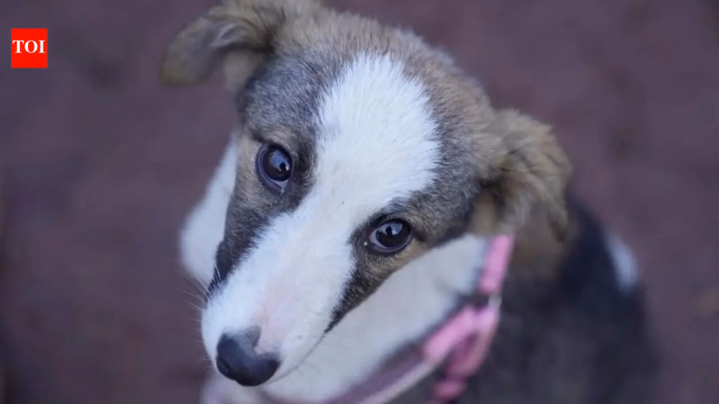 Why SC refused to recall its stray dog relocation order: ‘Can’t remain oblivious to harsh realities’