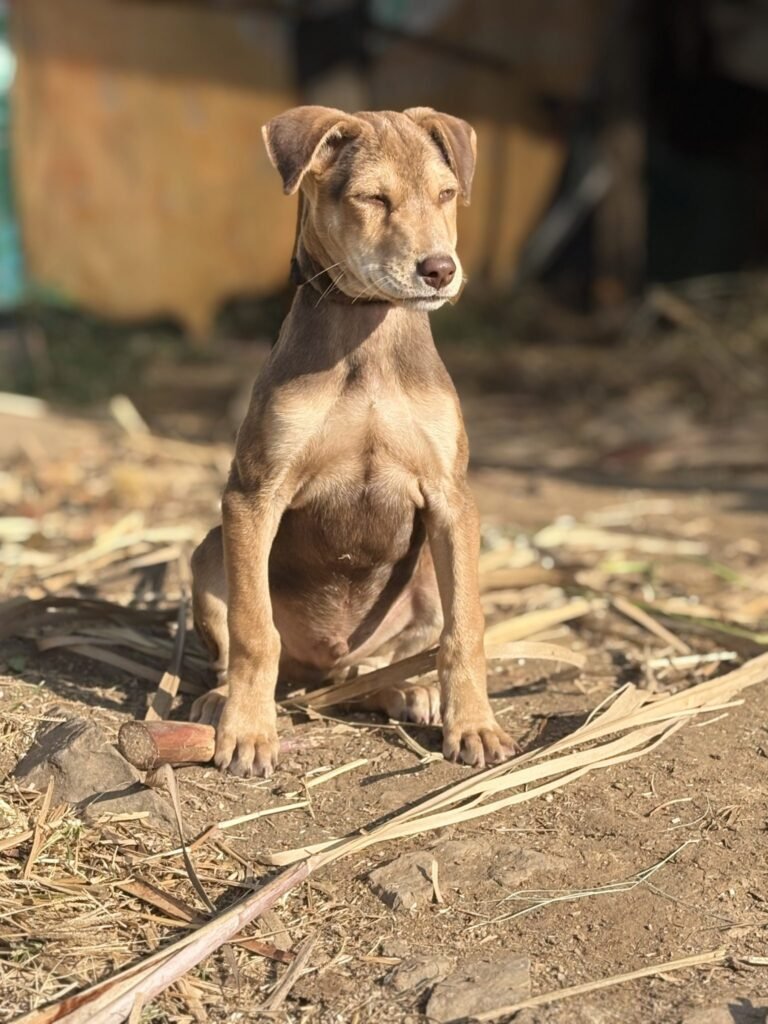 Resources 77 A Qualitative Exploration of Perceptions, Practices, and Systemic Barriers to Rabies Post- Exposure Prophylaxis in Rural Uttarakhand, India
