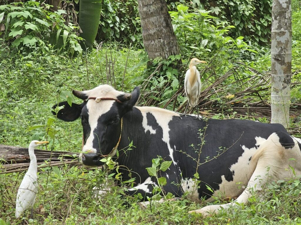 Resources 46 Assessment of animal welfare status of livestock farming systems in Nagpur District of Maharashtra (India)