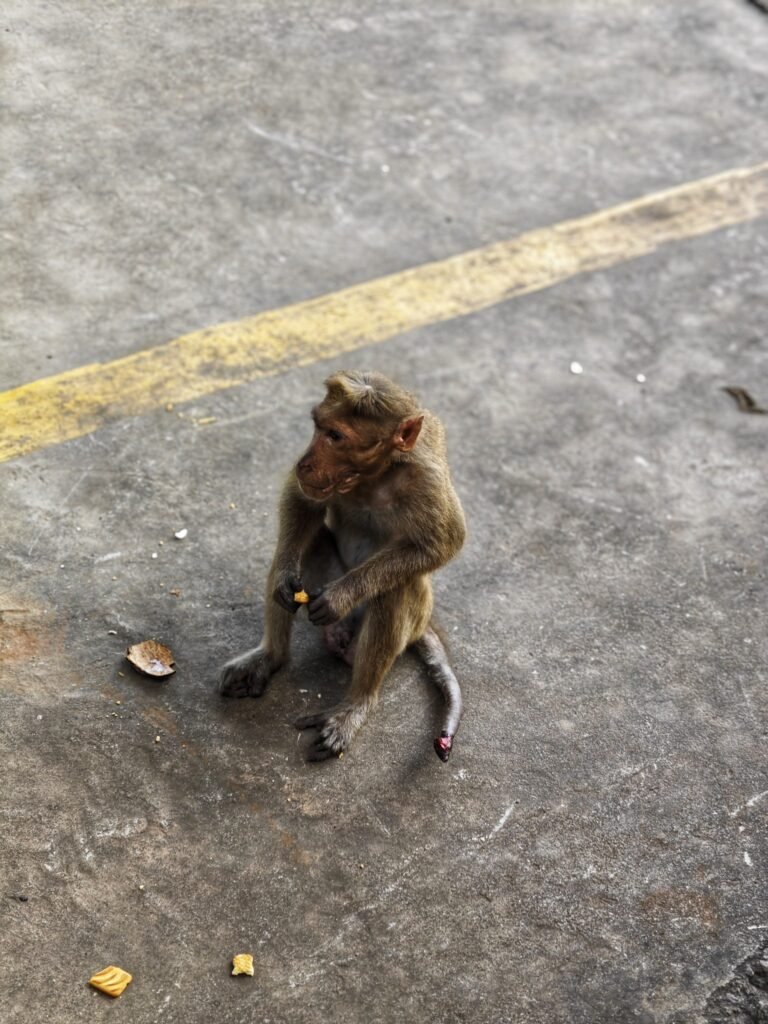 Resources 80 Bite Incidents and Farmer-Reported Crop Damage by Rhesus Macaques in Lansdowne Forest Division, Uttarakhand, India