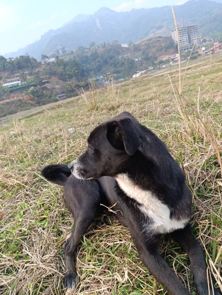 Calcutta HC: Mere Vehicle Involvement in Stray Dog Accident ≠ Cruelty under PCA Act | SCC Times