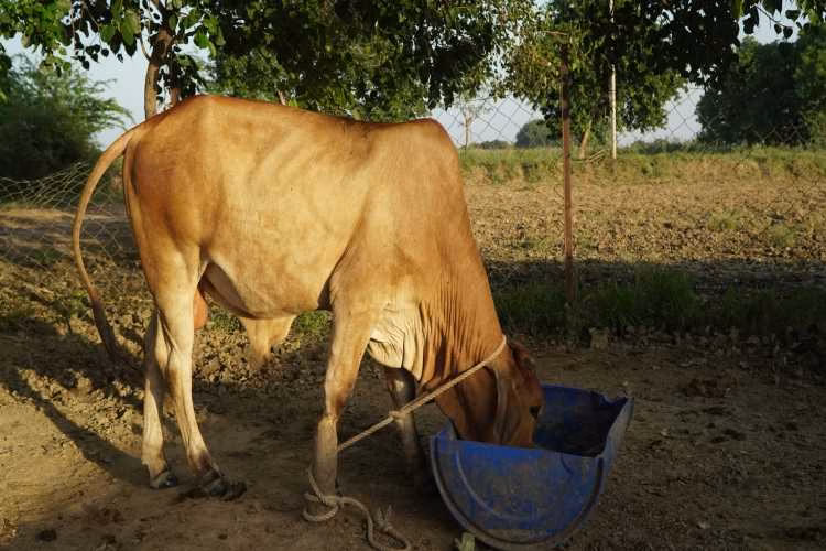 Dairy industry exposes India’s cattle protection contradiction
