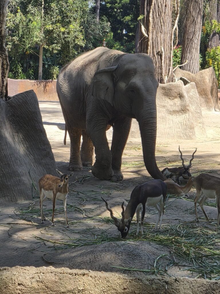 Resources 78 Elephant taking the lion’s share: Political ecology of elephant conservation and human-elephant conflict in Eastern India