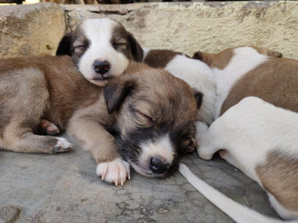 Labrador dies during Ludhiana-Pune train journey; pet owner alleges negligence