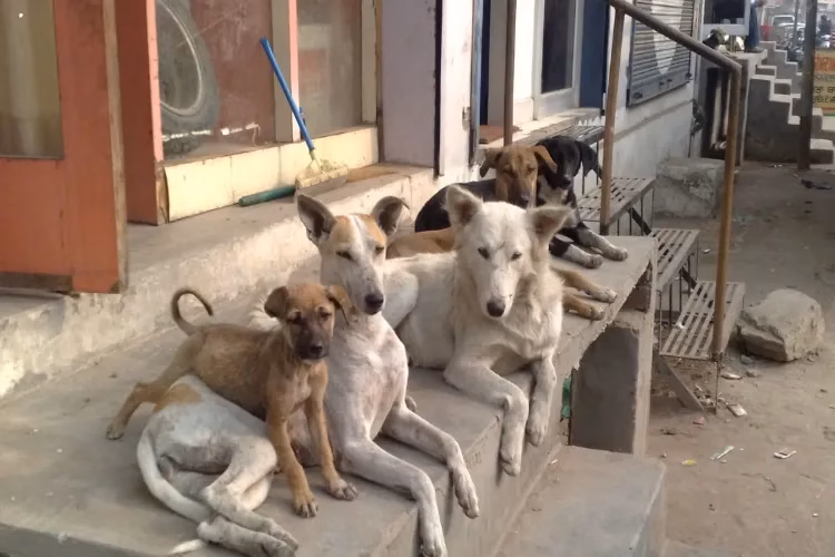 Protest erupts over relocation of community dogs in Delhi