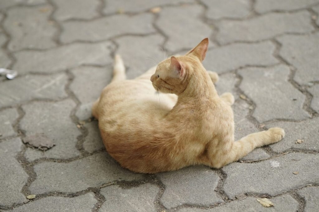Resources 79 Role of Cats as Intermediate Rabies Vector: A Cross-Sectional Retrospective Laboratory Surveillance in Kerala (India)