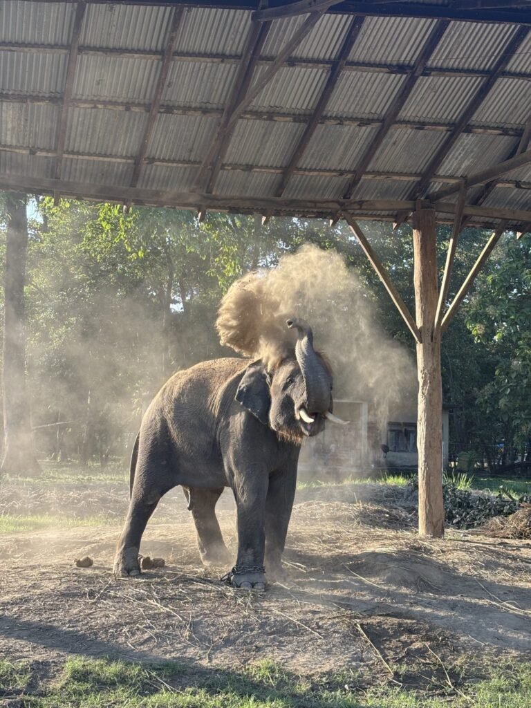 Supreme Court Prioritizes Animal Welfare Over Custodial Claims: Captive Elephant Ordered to be Shifted to Rehabilitation Centre – The Legal Affair