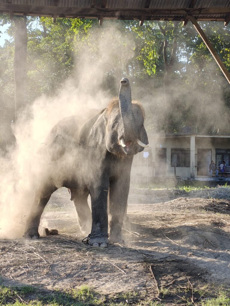 Telangana Chief Minister Revanth Reddy Welcomes Robotic Elephant Gifted to State by PETA India for Safe and Animal-Friendly Public Celebrations