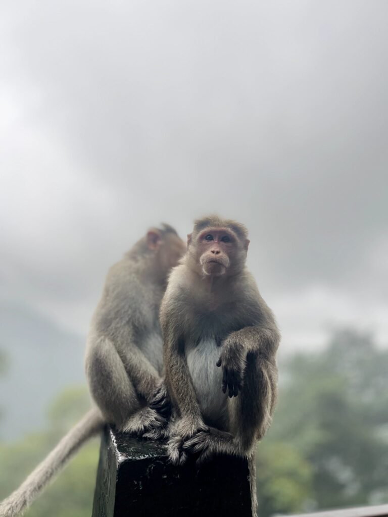 Troop of ‘Monkeys’ from PETA India and Aashray Foundation Plead for Rhesus Macaque Protection to be Reinstated Under Wildlife Protection Law