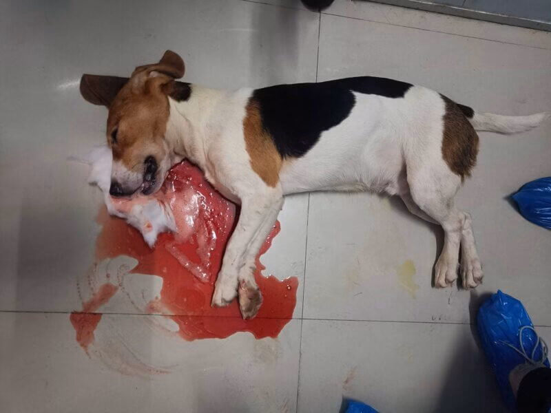 US Food And Drug Administration Issues Warning Letter to Telangana Based Beagle Breeder and Animal Lab Palamur Biosciences for “Serious Violations”; PETA India Urges Action From PMO