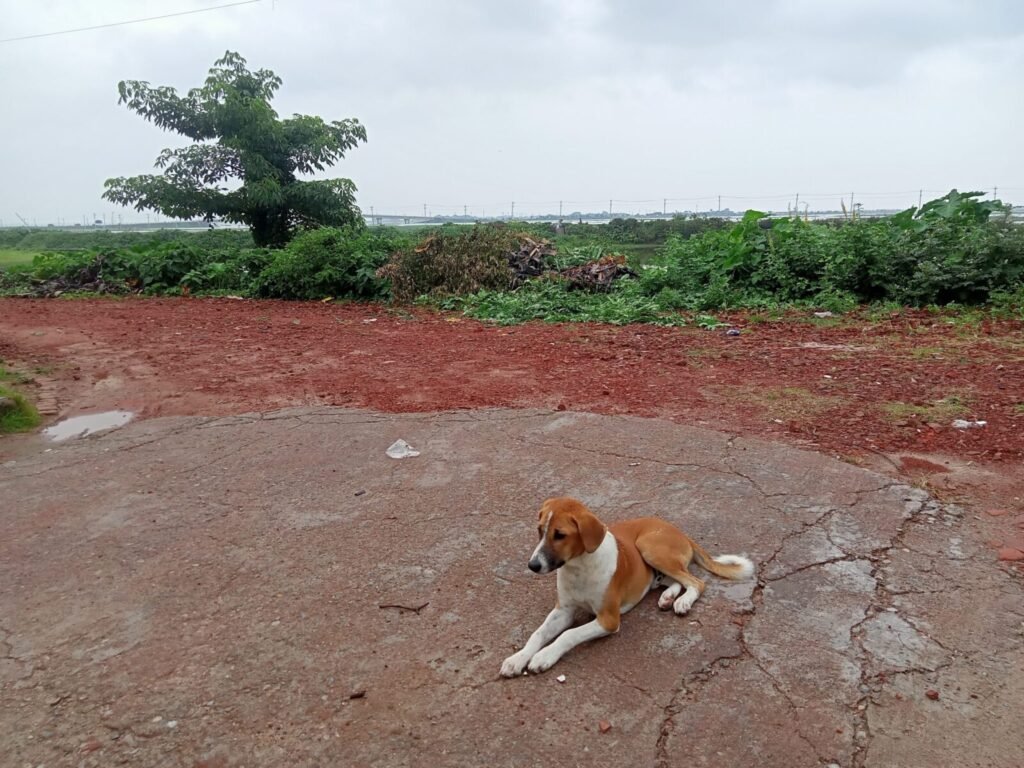 40 rescued dogs up for adoption, 8 find homes in Bengaluru