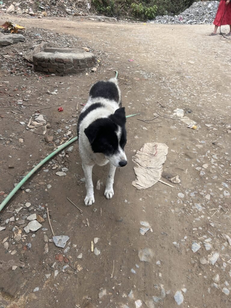 Resources 54 A hospital-based cross-sectional study on animal bite wound cases in the rural block of Khurda district