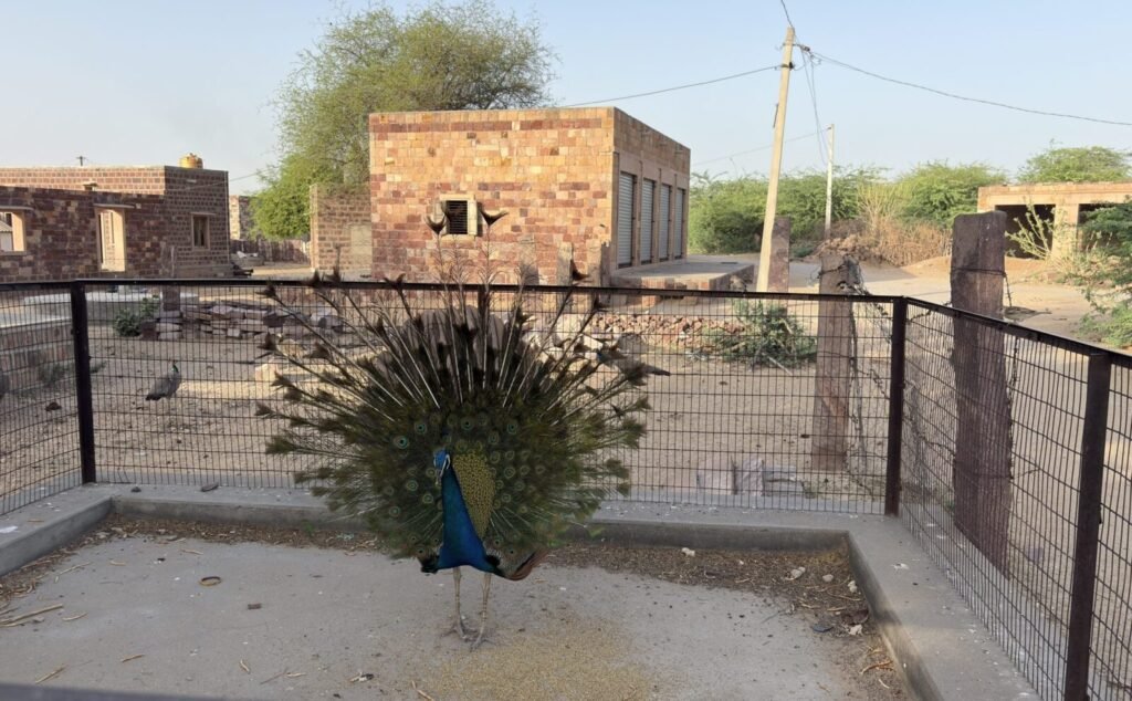 Activists Ask Jains to Ditch Peacock Feathers