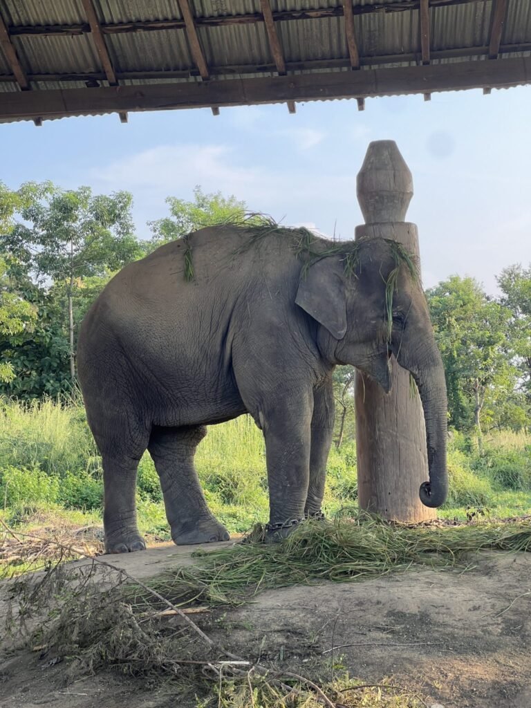 Bollywood Star Bhagyashree Supports World Animal Protection’s Call to End Elephant Rides at Amer Fort in Jaipur