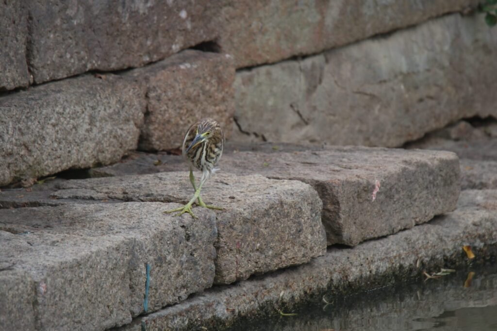 CBI-DRI Joint Action Busts Wildlife Trafficking Racket 53 Protected Animals/ Birds Rescued, 06 Accused Arrested