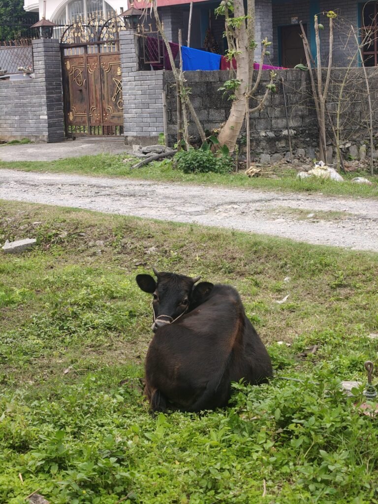 Dead Calf Found on Seventh Sweep of Udupi Animal Hoarder’s House of Horrors, 17 More Animals Rescued—PETA India Demands Ban on Keeping of Any Animals – Blog