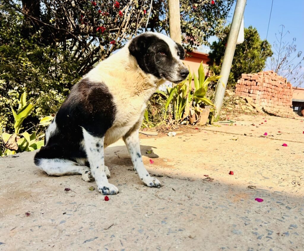 Resources 59 Decoding rabies: Phylogenetic insights into the nucleoprotein and glycoprotein genes of rabies virus across domesticated, free-roaming and wild animals in India.