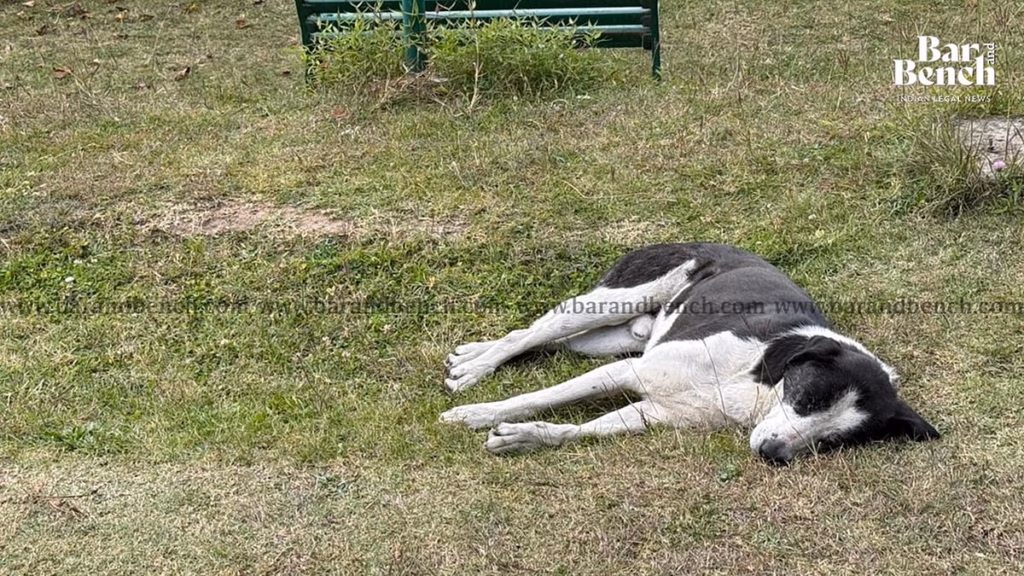 Delhi High Court registers suo motu PIL on stray dogs issue