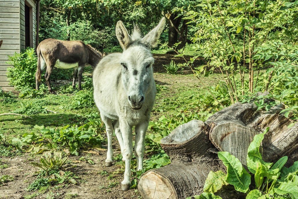 Resources 56 Gendered Violence and the Politics of Animal Welfare in Urban India