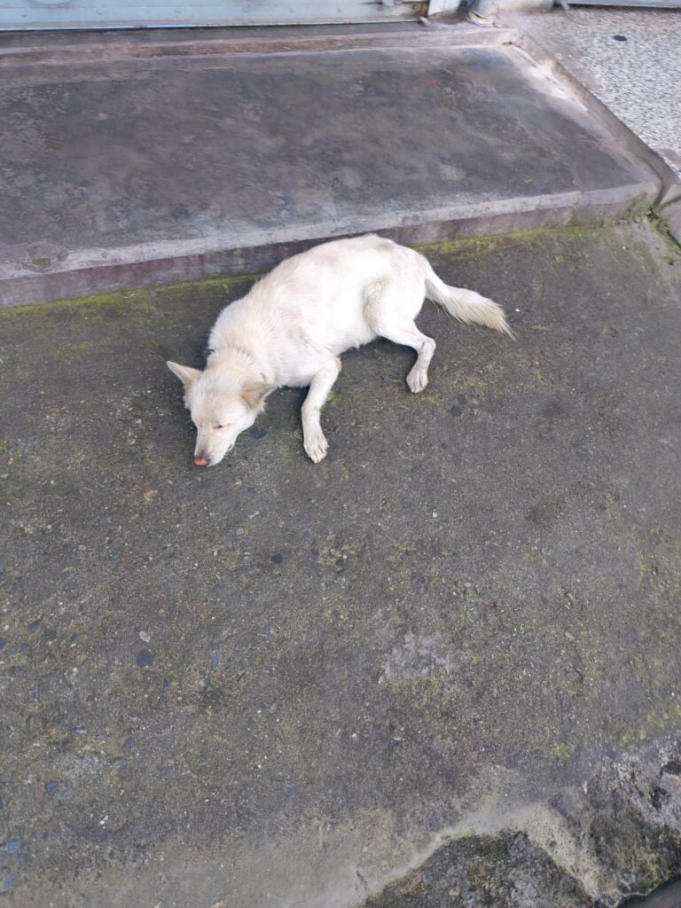 Goa animal groups urge govt to revamp dog sterilisation grant