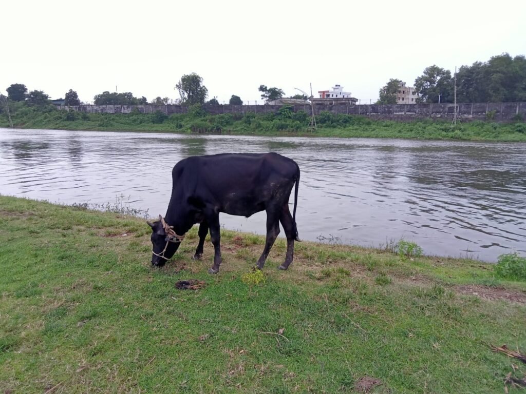 Government Strengthens Dairy and Livestock Sector Through Infrastructure, Digital Reforms and Veterinary Services
