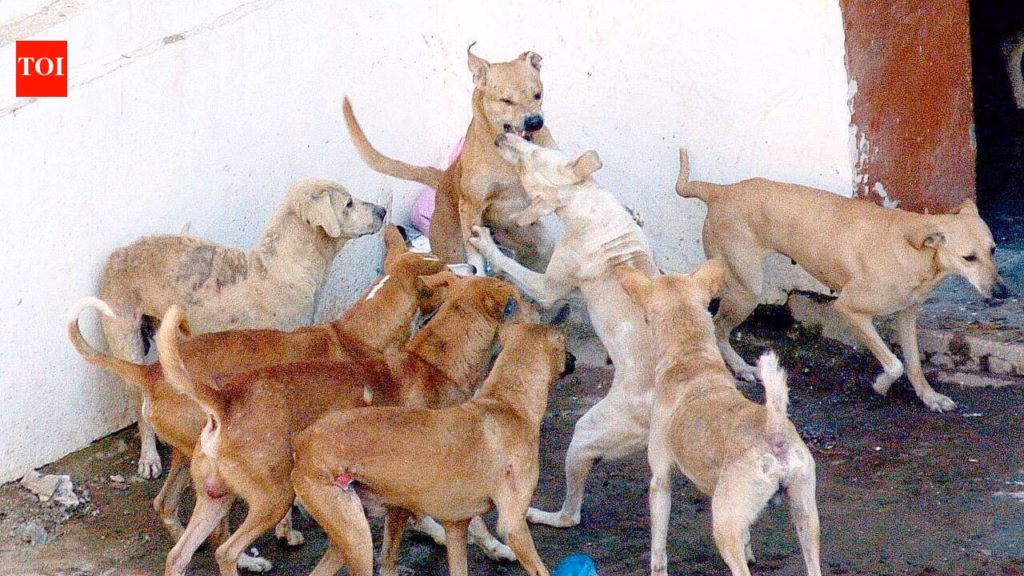 Greater Noida to sterilise 600 dogs a month, hire agency