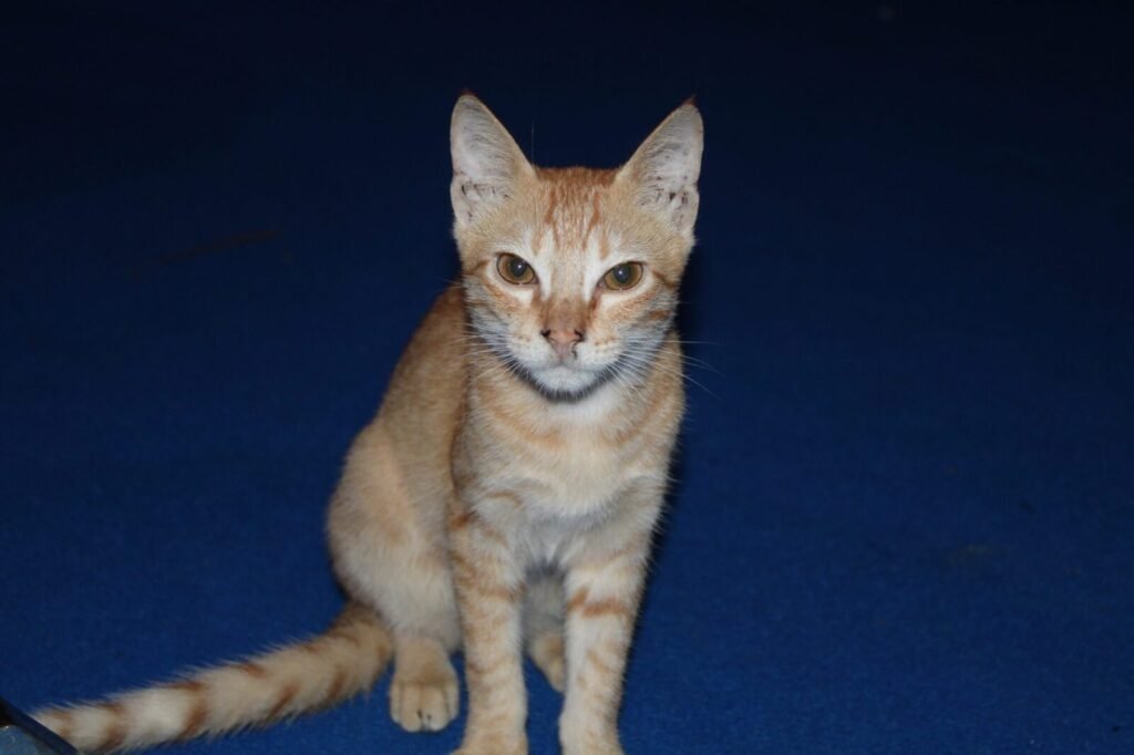 Implementation of the Prevention of Cruelty to Animals (Application of Fines) Rules, 1978 read with Section 38(2)(k) of the Prevention of Cruelty to Animals Act, 1960 dated – 31.07.2026