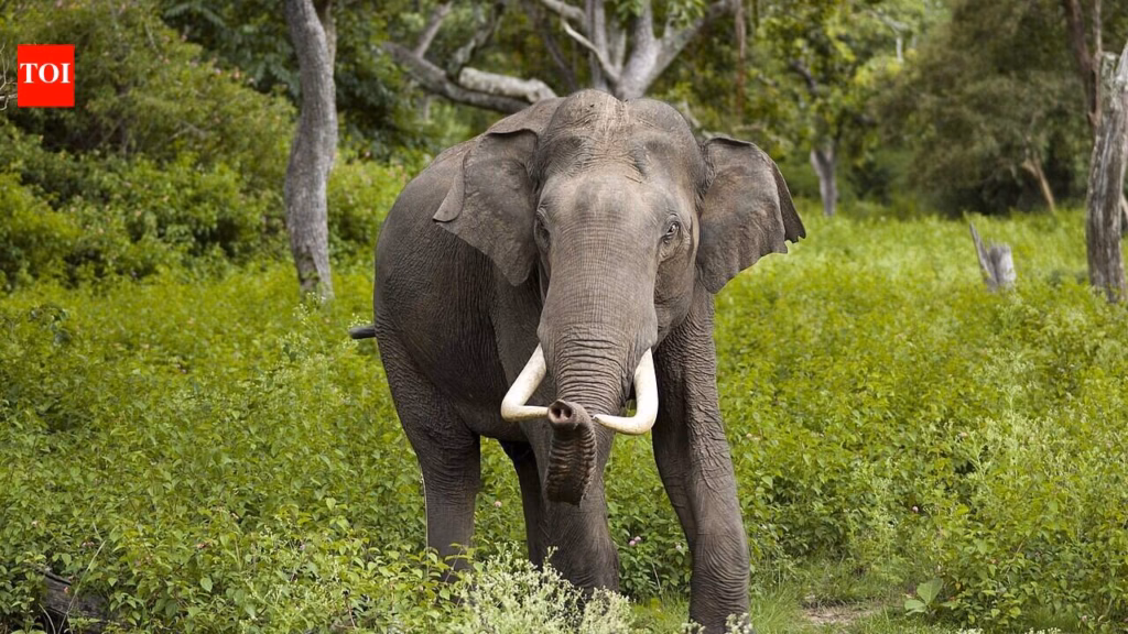 India studied elephant emotions, personalities and mental distress over 2,000 years ago, centuries before