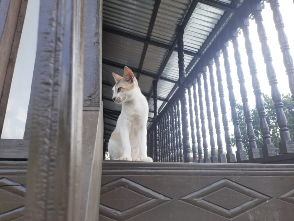 Man caught pushing cat from 12th-floor balcony in Maharashtra, CCTV footage sparks anger