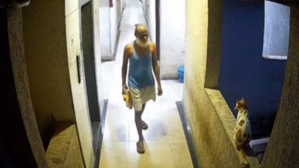 Man caught pushing cat from 12th floor balcony in Maharashtra, CCTV footage sparks anger