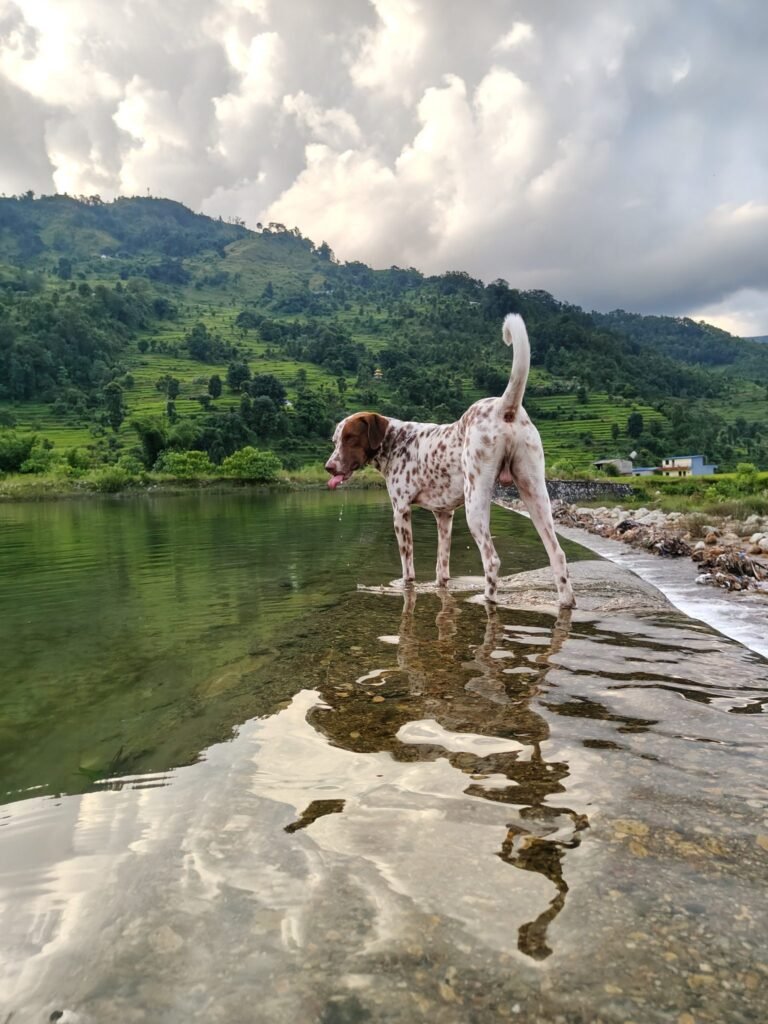 Resources 61 One Health implementation for rabies elimination in India by 2030: Progress, governance, challenges, and policy alignment.