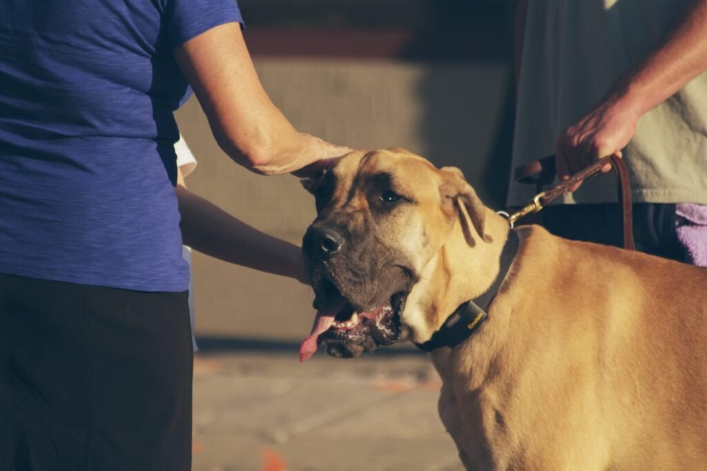 Resources 72 PS-39 – ENGLAND’S LOOKBACK EXERCISE AND INCIDENT RESPONSE TO FALSIFIED RABIES VACCINE IN CIRCULATION IN INDIA