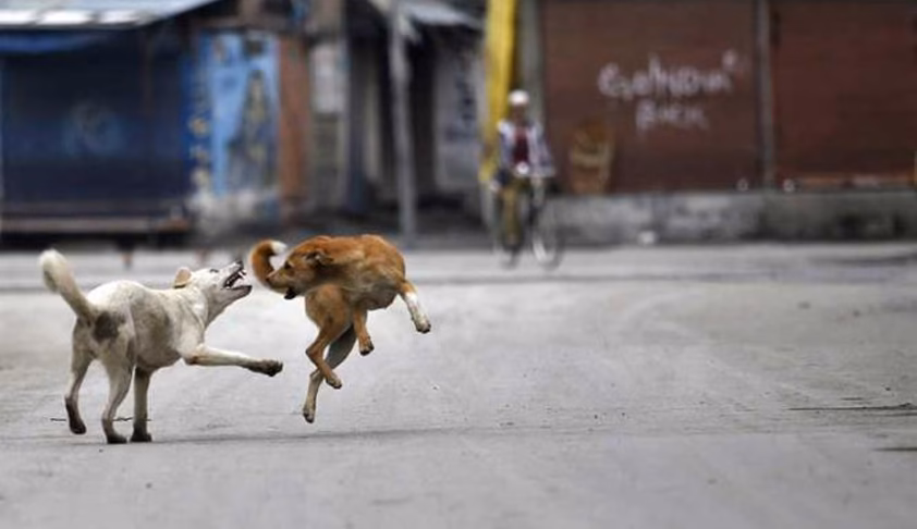 Stray dog attack victims can claim damages for Panchayat’s failure to perform statutory duties: Kerala High Court