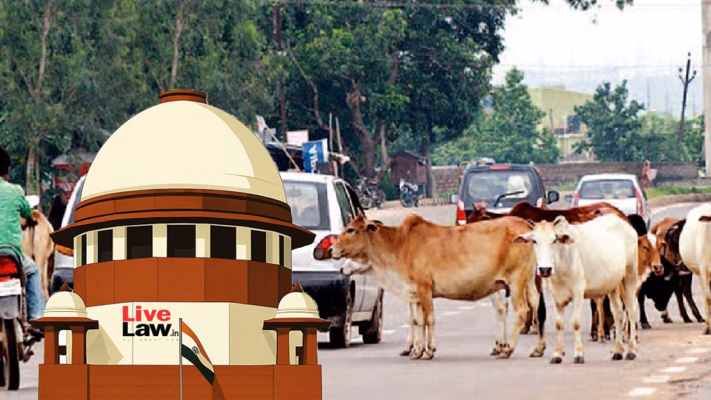 Supreme Court flags stray cattle menace on roads, says states must compensate victims