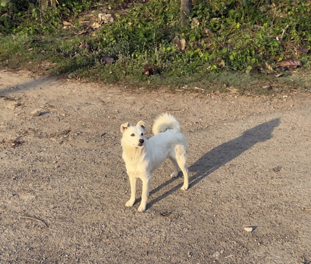 Resources 62 The Indian street dog crisis and multispecies coexistence in tropical urban futures