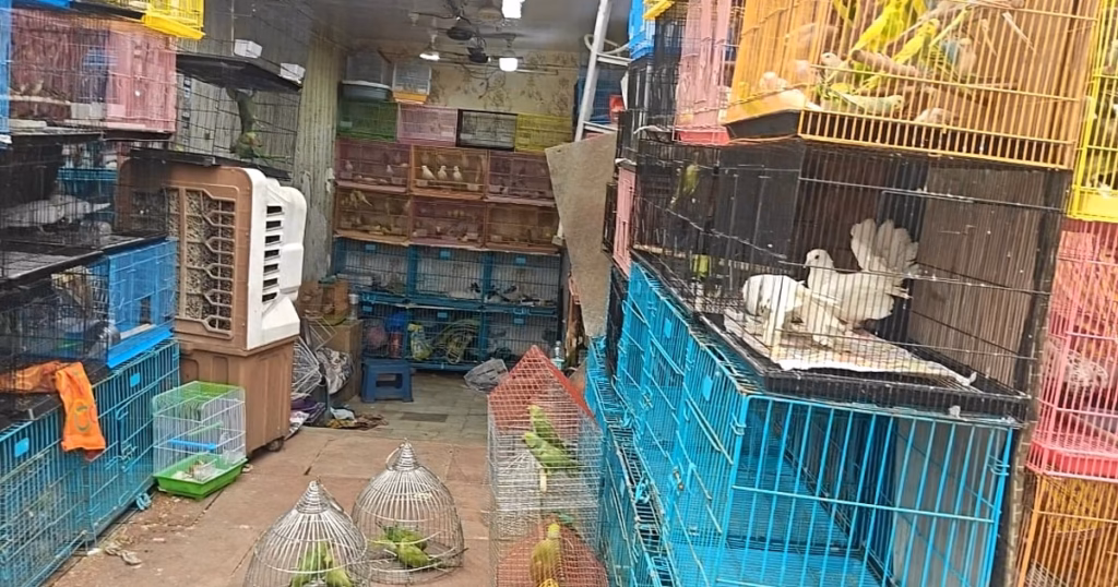863 birds, animals rescued in raids on pet shops at Kabootar Market
