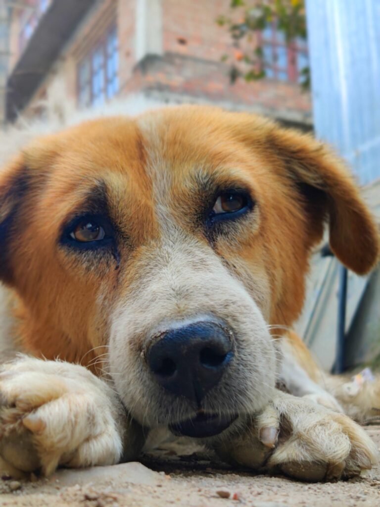 Resources 47 A Correlational Study to Assess the Prevalence of Dog Bite Among Children and Awareness of Prevention and Post-Exposure Prophylaxis Among Parents at Selected Community, Bangalore