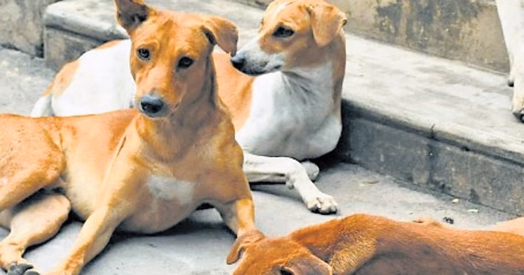 Amid euthanasia push, Kerala plans designated stray dog feeding spots