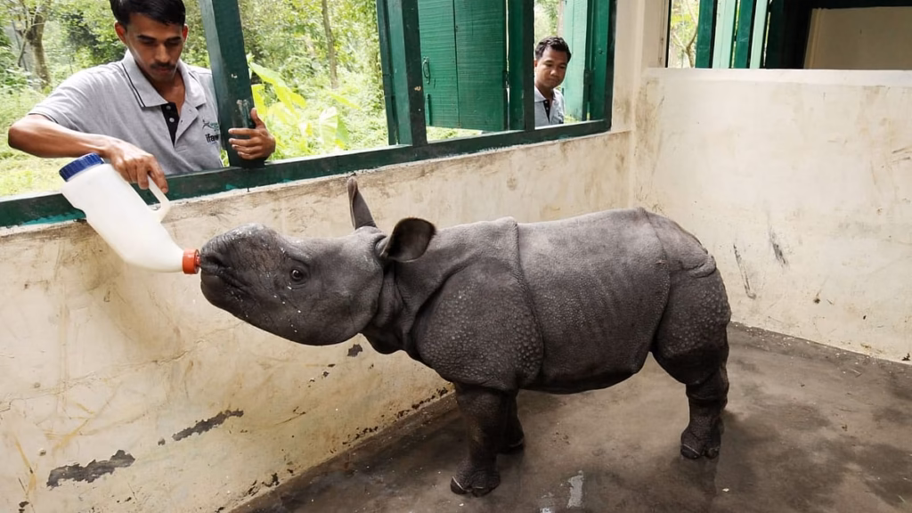 Assam’s CWRC catered to 10,000 wildlife rescue cases in 25 years
