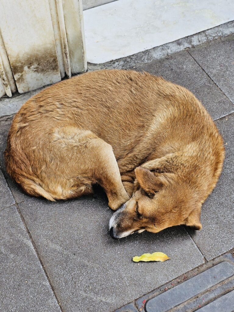 Resources 42 Clinicodemographic Profile of Dog Bite Cases Presenting to the Emergency Medicine Department in a Tertiary Care Hospital: A Retrospective Observational Study